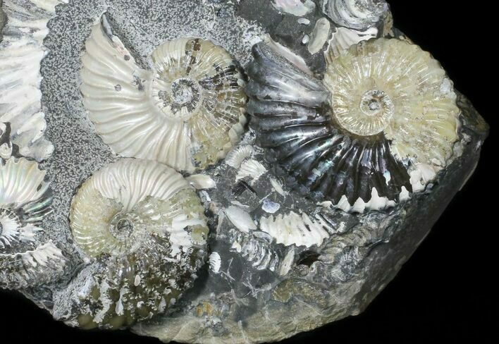 Iridescent Ammonite (Deschaesites) Cluster - Russia #50764